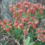 Kalanchoe gastonis-bonnieri Kwiat