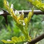 Zanthoxylum bungeanum Leaf