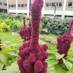 Amaranthus caudatus Blüte