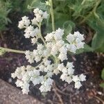 Parthenium integrifolium Çiçek