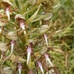 Himantoglossum hircinum Virág