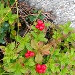 Cornus suecica Frugt