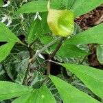 Arisaema serratum Leaf