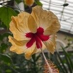 Hibiscus ovalifolius Blodyn