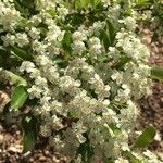 Pyracantha crenulataFlower