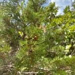 Juniperus phoenicea Лист