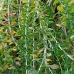 Teucrium marum 葉