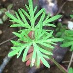 Geranium columbinum Liść