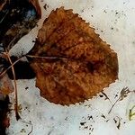 Populus × canescens Ліст