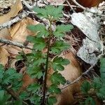 Cardamine impatiens 葉