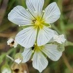 Minuartia capillacea 花
