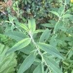 Buddleja japonicaLeaf