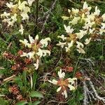 Pedicularis lapponica 花