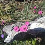 Dianthus alpinus Blüte