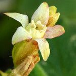 Ribes viscosissimum Flower