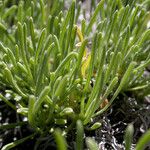 Erigeron elegantulus Habitatea