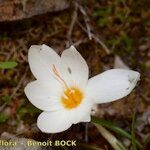 Crocus cancellatus ফুল