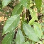 Lindera communis Leaf