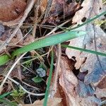 Scilla bifolia Leaf