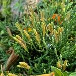 Diphasiastrum complanatum Mbuma