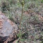 Aloe amudatensis Hábito