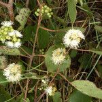 Eucalyptus alba