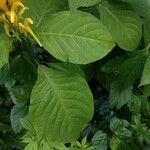 Justicia aurea Blatt