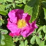 Rosa rugosa Blomma