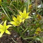 Gagea pratensis Λουλούδι