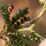 Sarcopoterium spinosum Likasa