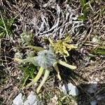 Cynoglossum magellense Flor