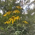 Verbesina helianthoides Flower