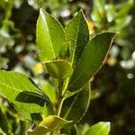 Rhamnus alaternusഇല