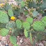 Opuntia phaeacantha Cortiza