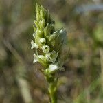 Spiranthes romanzoffiana Flower