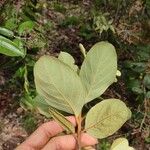 Annona crassiflora Ліст