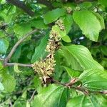 Parrotia persica Λουλούδι