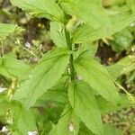 Lobelia inflata Leaf