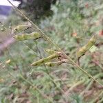 Cytisus nigricans Fruit