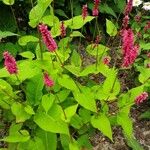 Persicaria orientalis Vekstform