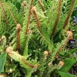 Polystichum setiferum Φύλλο