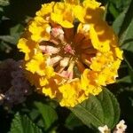 Lantana camaraBlodyn