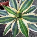 Agave lophantha Листок