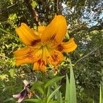 Lilium lancifolium Kvet