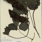 Mucuna manongarivensis Otro