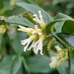 Sarcococca orientalis Květ