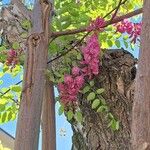 Robinia hispida Цвят
