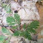 Dicentra canadensis Blatt