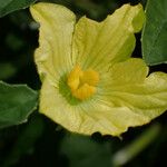 Citrullus lanatus Flower