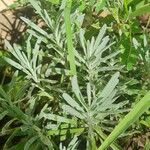 Lavandula latifolia Листок